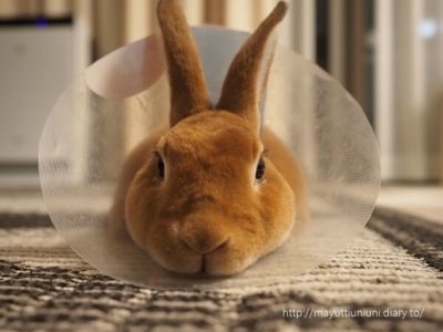 エリザベスカラー