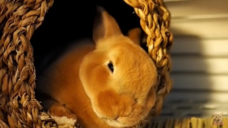 アイキャッチ用