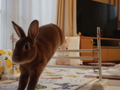 うに君の見事なジャンプ