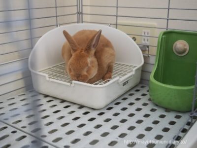 うに、おうちに来た日