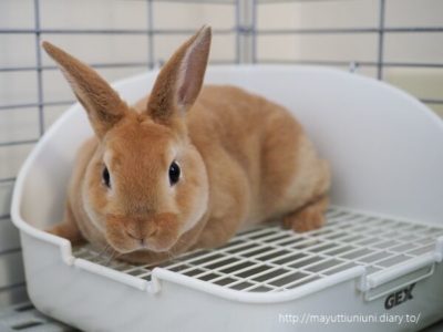 うに、おうちに来た日