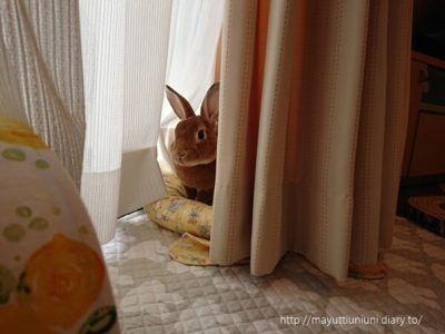 カーテンの後ろでひなたぼっこ