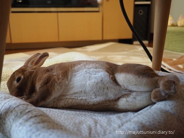 ぐーたらクッションでダラダラするうに