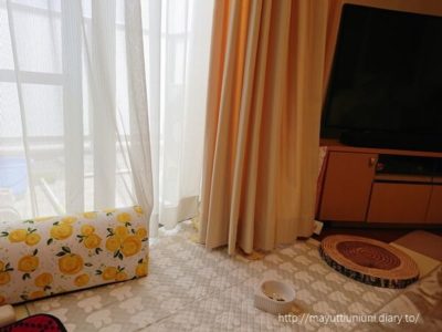 カーテンの後ろでひなたぼっこ