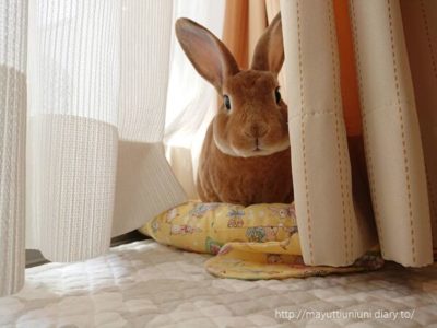 カーテンの後ろでひなたぼっこ