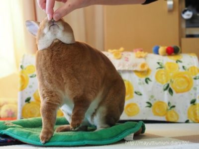 うに君2歳のお誕生日