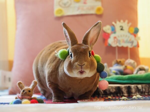 うに君2歳のお誕生日