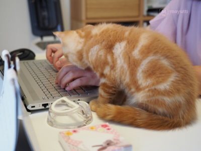 パソコンのキーボードが気になる子猫