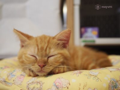 うさぎ用のベッドにピッタリサイズ