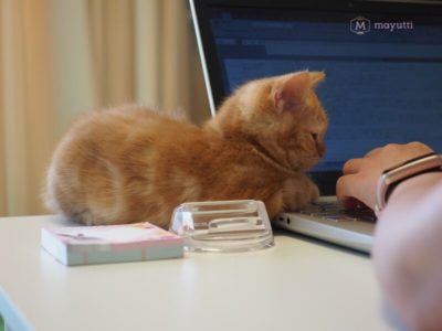 パソコンのキーボードを見つめる子猫