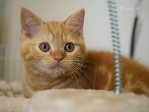 はじめまして、ラテです