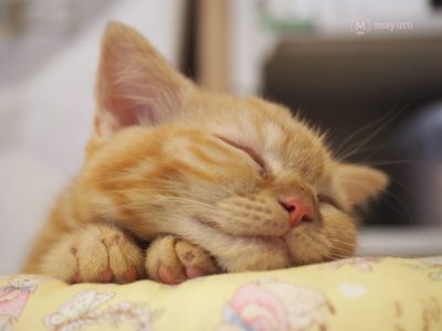 ココヤムクッションも気に入った様子