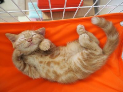ハンモックでくつろぐ子猫