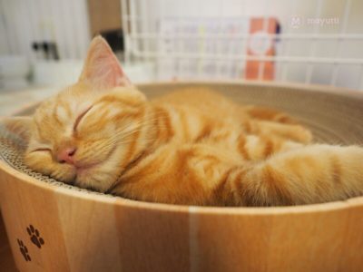 爪とぎベッドですやすやの子猫