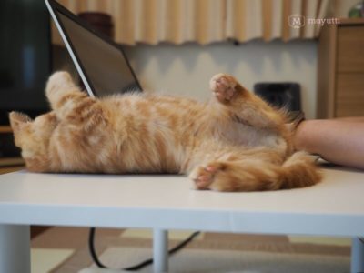 パソコンの横でゴロンと寝るラテ