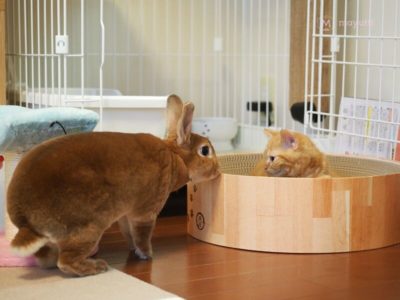 うにとラテご対面