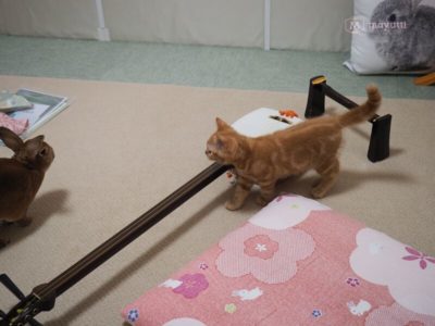 レッスン室をパトロールするうにラテ