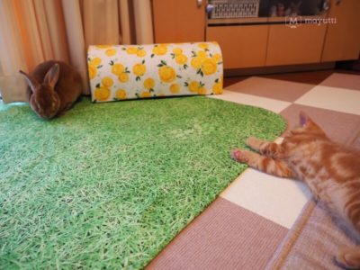 うさぎのうに君と子猫のラテ君