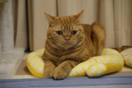 スコティッシュフォールドのラテ