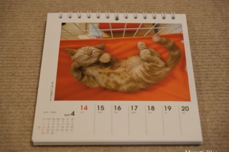 なごみ猫カレンダー2024年4月 ラテ