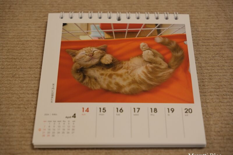 なごみ猫カレンダー2024年4月 ラテ