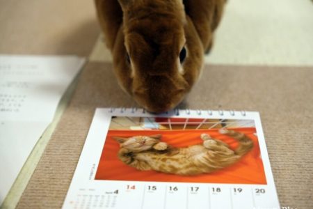 なごみ猫カレンダー2024＆うに