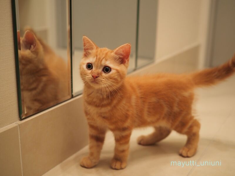 2022年6月子猫のラテ