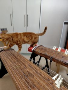 ラテ君の箏渡り４