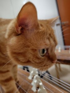 ラテ君の箏渡り８