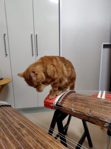 ラテ君の箏渡り２