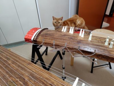 ラテ君の箏渡り１