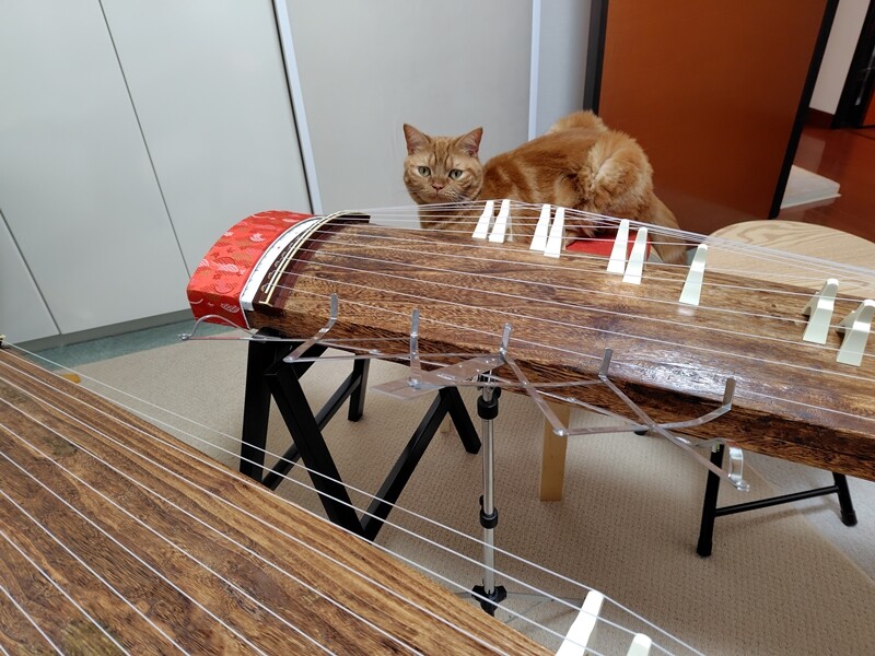 ラテ君の箏渡り１