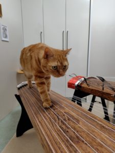 ラテ君の箏渡り６