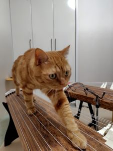 ラテ君の箏渡り７