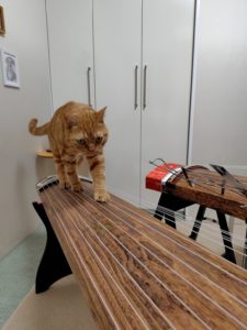 ラテ君の箏渡り５