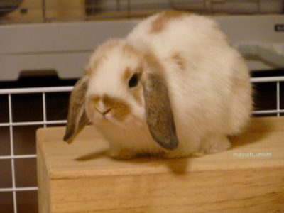 ふわふわのモコ