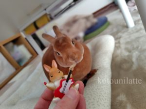 うに君とギターうさぎ