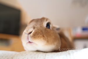 かわいいうに君