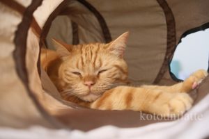 くつろぐラテ君