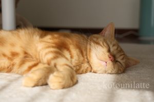 すやすやラテ君