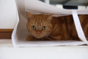 紙袋に入るラテ君