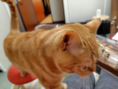 甘えん坊ラテ君