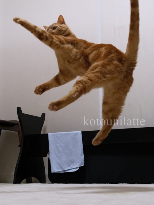 見事なジャンプ