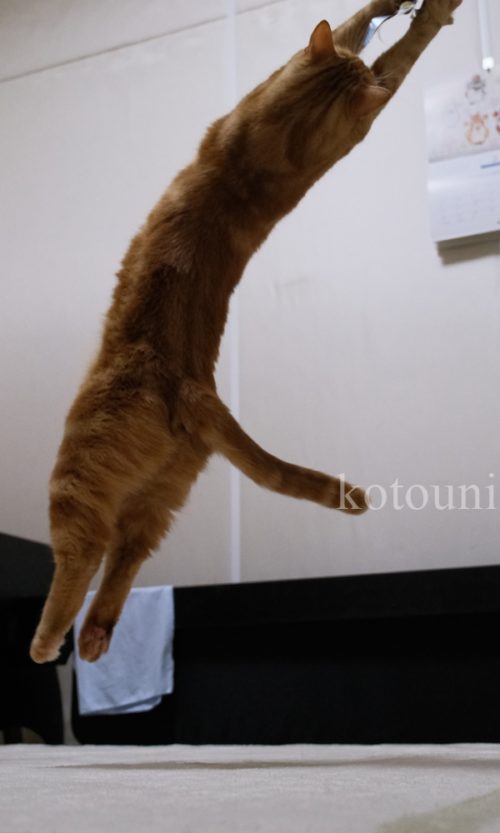 見事なジャンプ