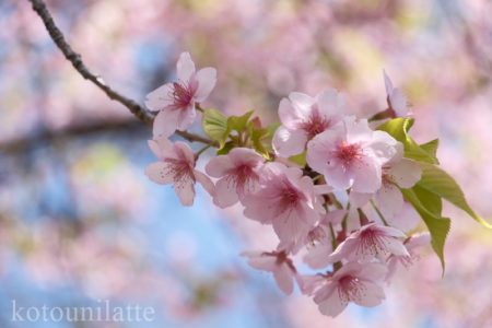 早咲き桜