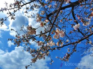 城北川沿い散歩