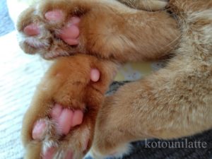 猫の肉球