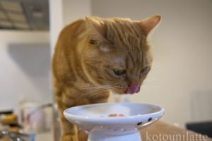 猫のラテくん3歳