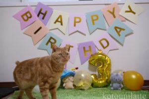 猫のラテくん3歳