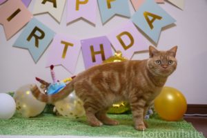 猫のラテくん3歳